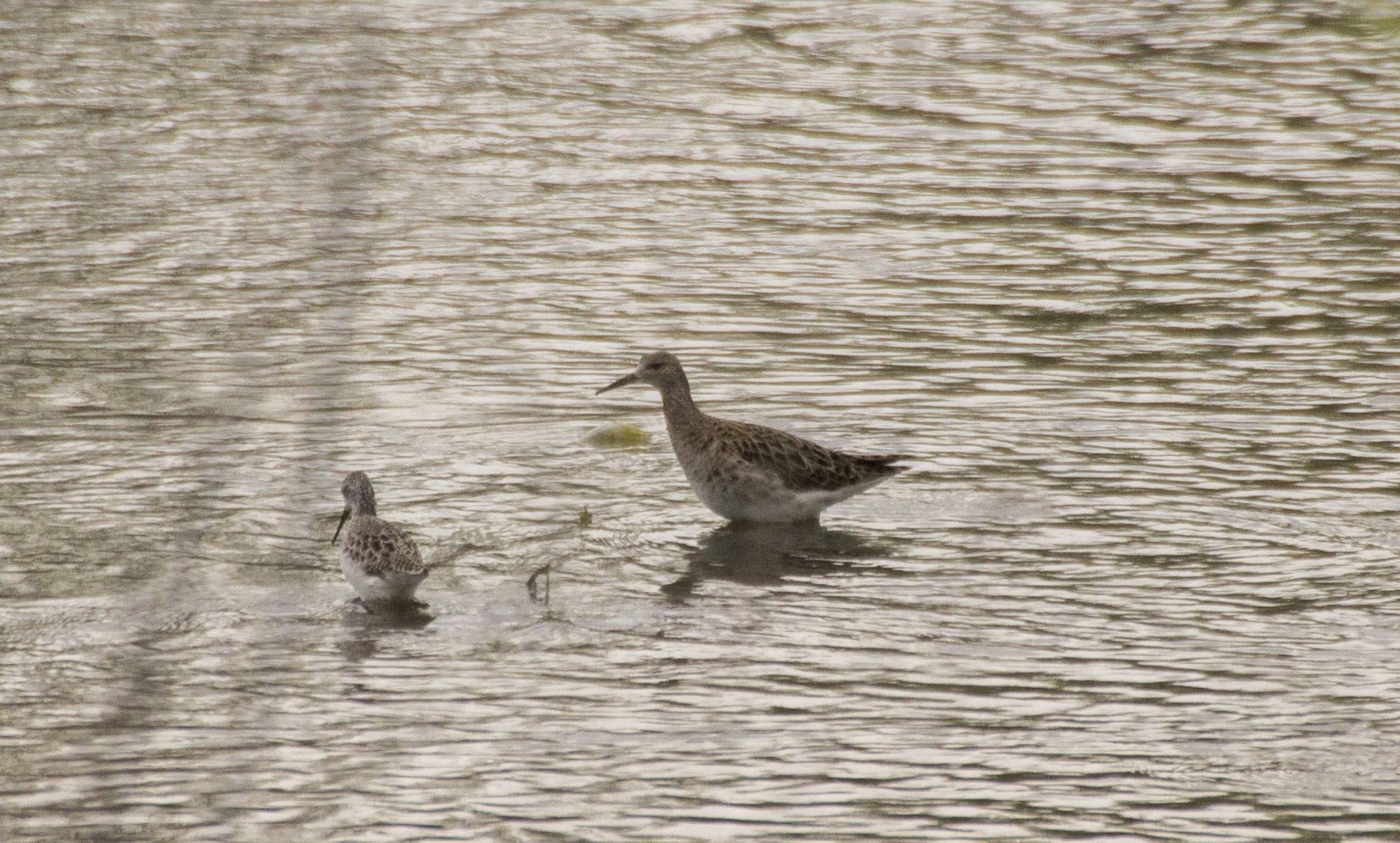 Marsh Sandpiper — Ana fotoğraf